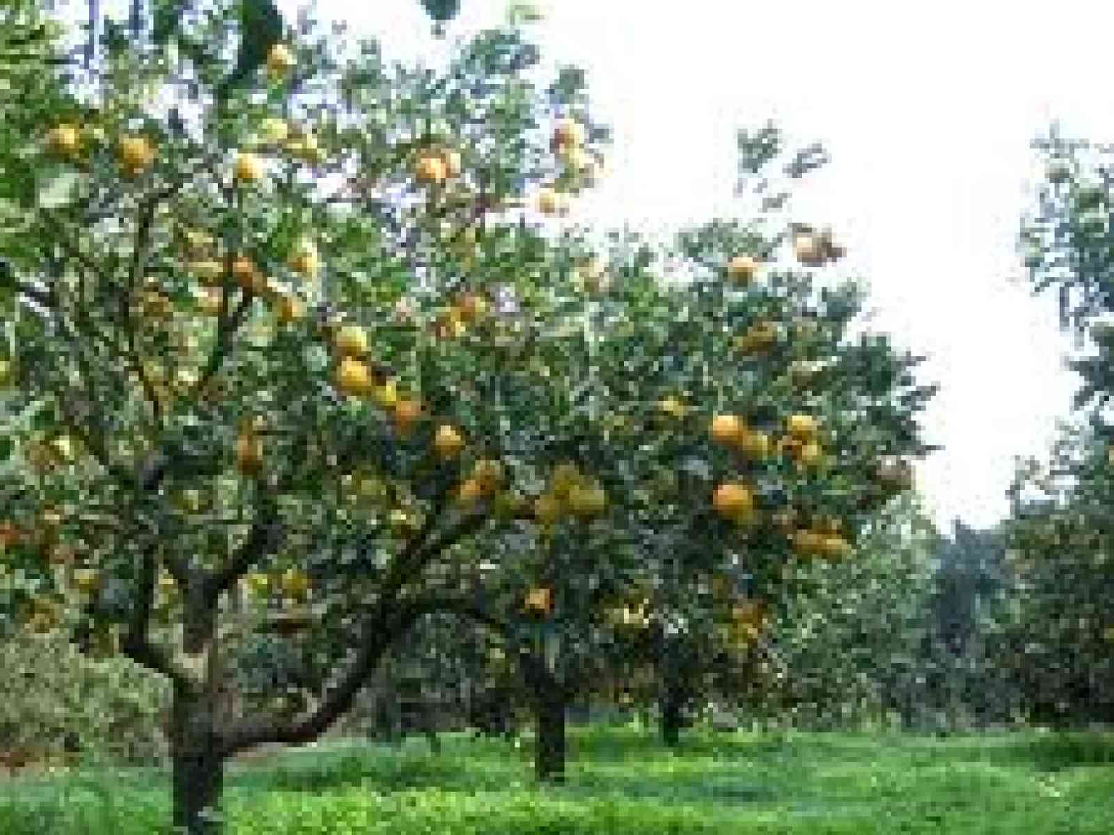 “Tristezza degli agrumi“. Ministero Politiche Agricole da via libera a misure fitosanitarie contro il virus