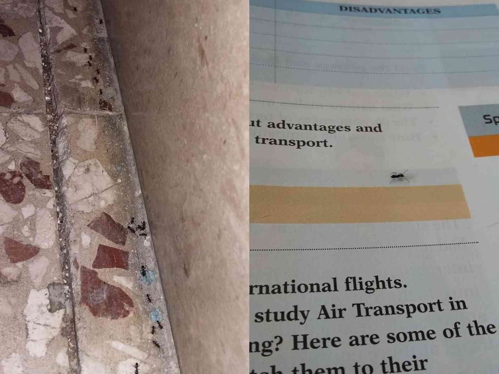 Menfi, disinfestazione: chi l'ha vista?