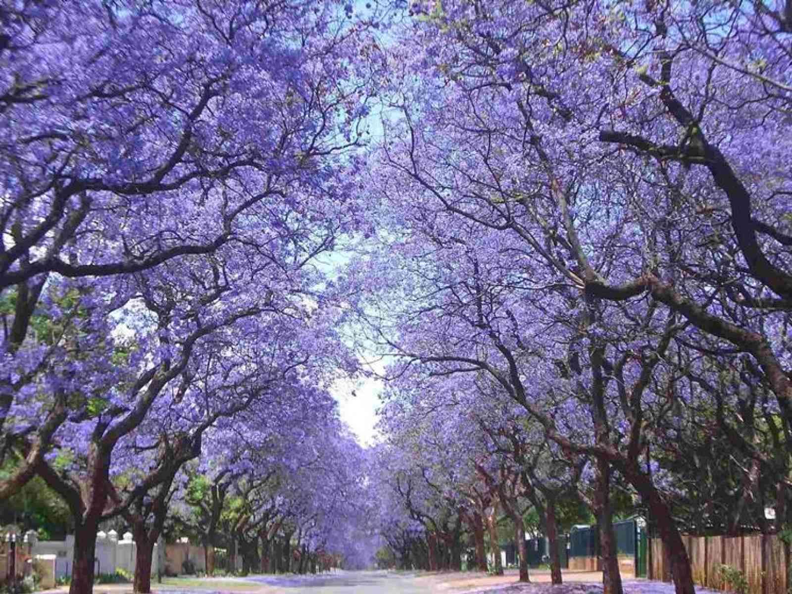 Menfi. 30 alberi di Jacaranda lungo la via Boccaccio in occasione della Giornata nazionale degli alberi