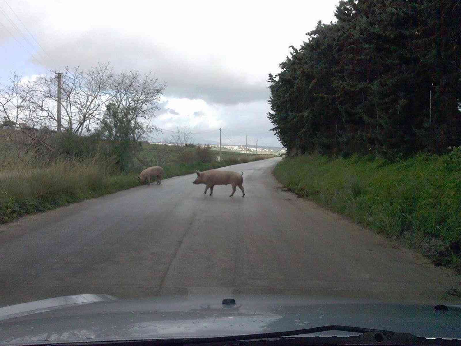 Due maiali “evadono“ e invadono la carreggiata lungo la strada per Porto Palo.