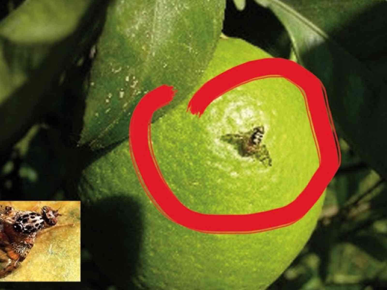 Mosca della frutta. A Ribera incontro per conoscere strategie alternative a lotta chimica