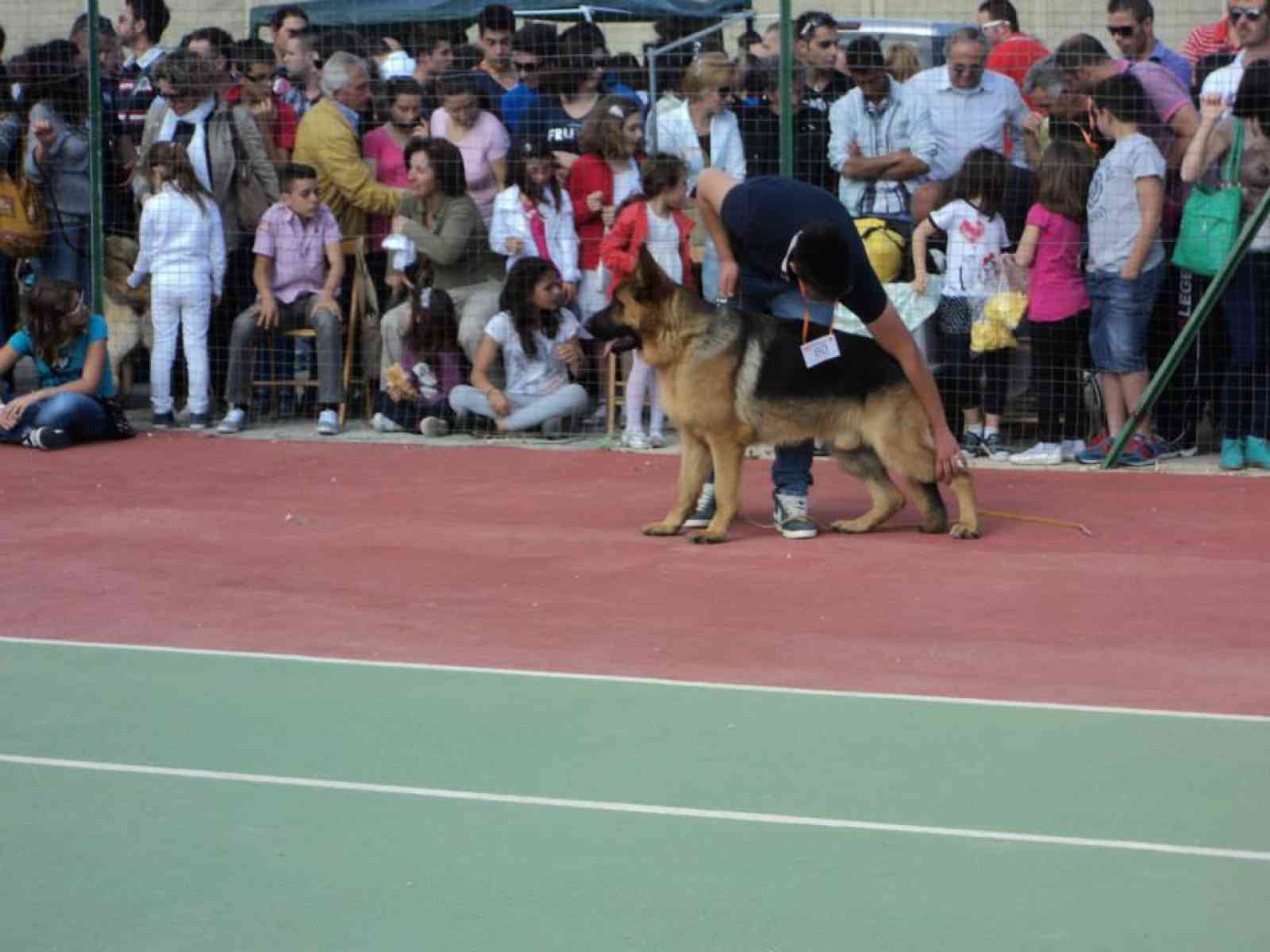 Menfi. Sabato sera a Porto Palo ritorna la mostra cinofila “L'uomo e il cane“