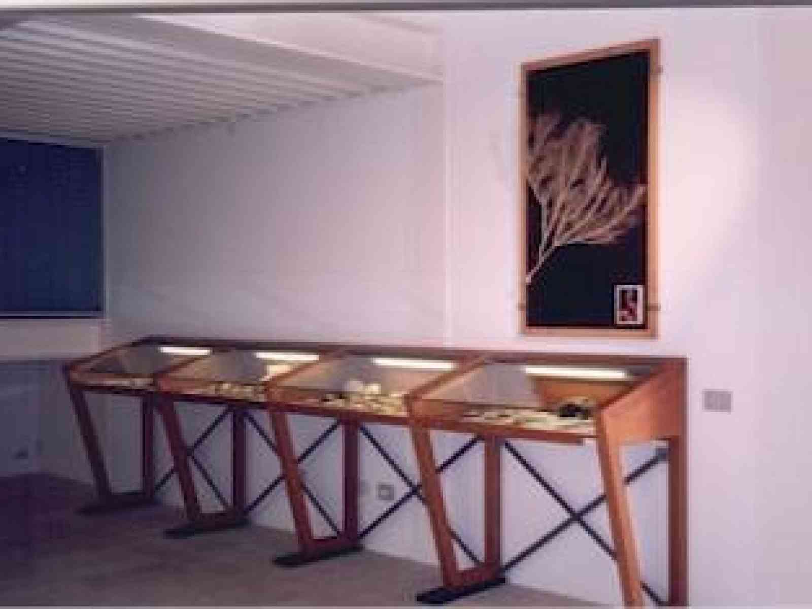 Menfi, oltre 800 conchiglie marine e terrestri in mostra per “Stupor Maris”