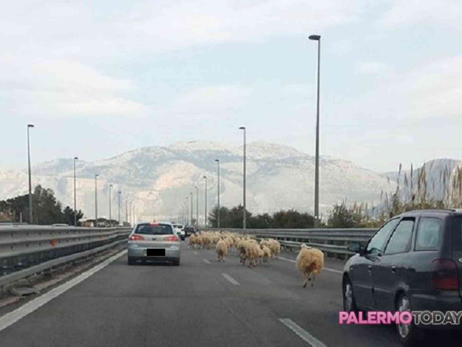 Le pecore preferiscono l'autostrada. Gregge pascola sulla A29, Palermo - Mazara