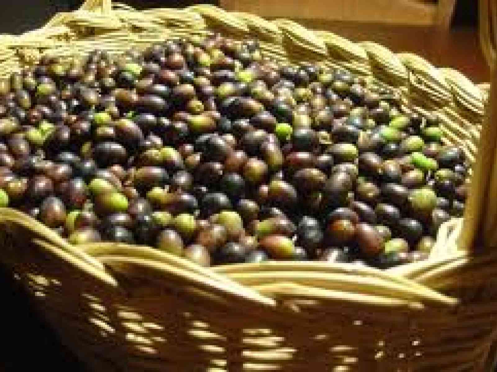 Menfi. La raccolta delle olive sbarca sui Social