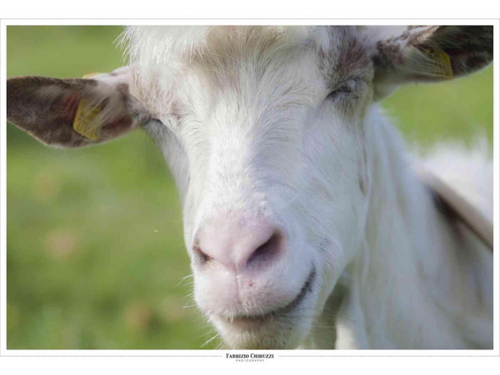 Santa Margherita. Domani la festa di Santa Rosalia e mostra della pecora della Valle del Belìce