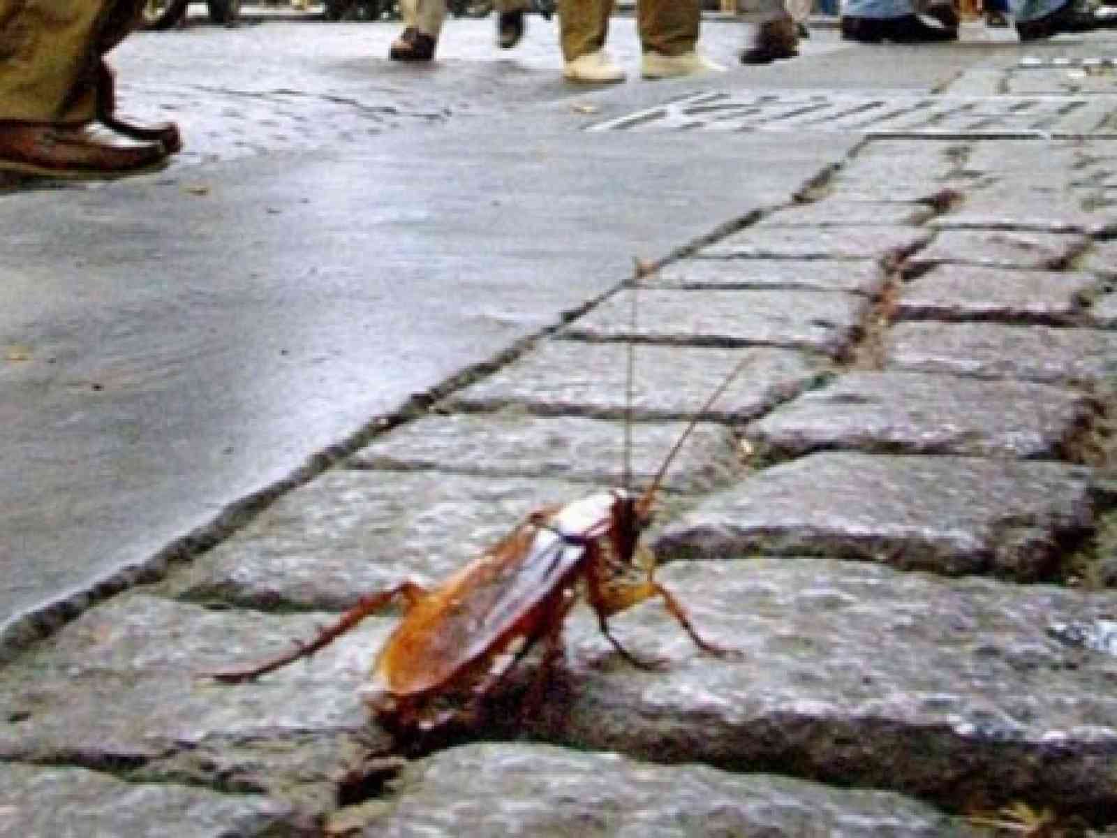 Invasione di topi e scarafaggi.