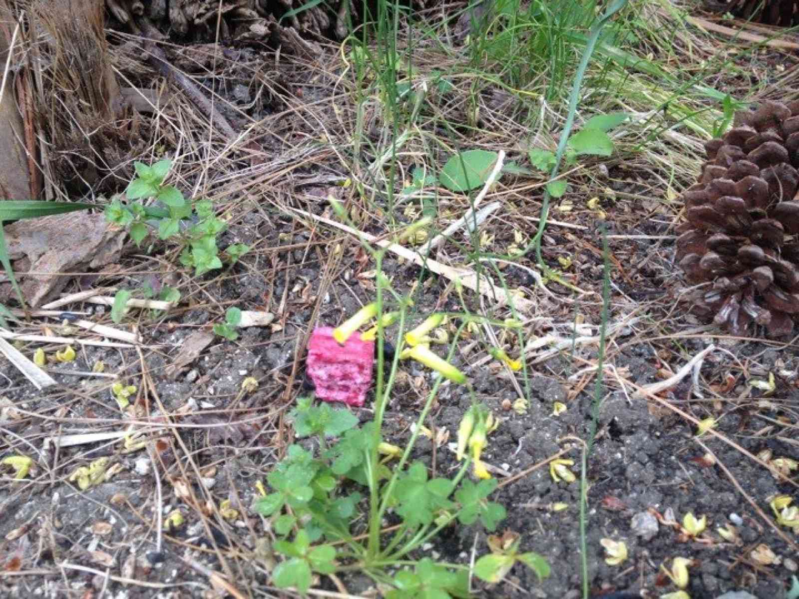 Topicida tra le aiuole di Gibellina. Preoccupati proprietari di animali. L.I.D.A.: “Indagheremo“
