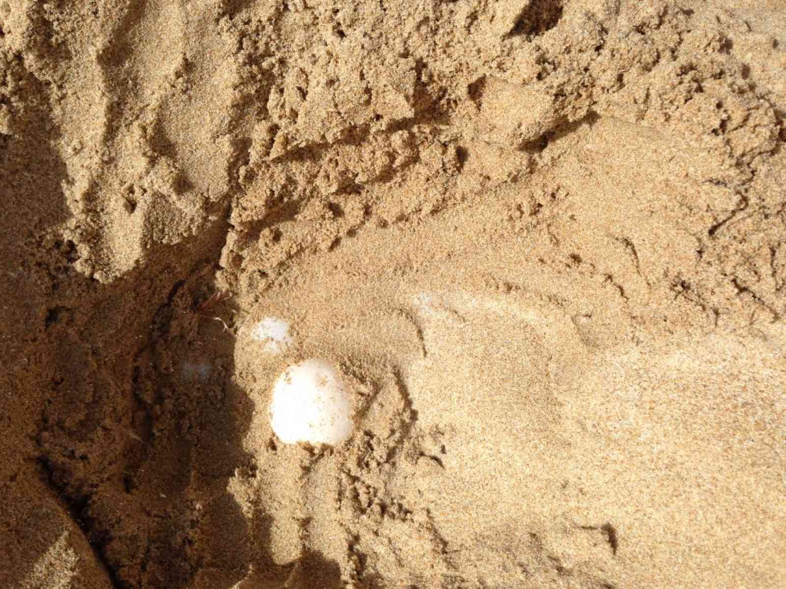 Menfi. Riparte il progetto tartarughe. Lo scorso anno 98 tartarughine hanno preso il largo