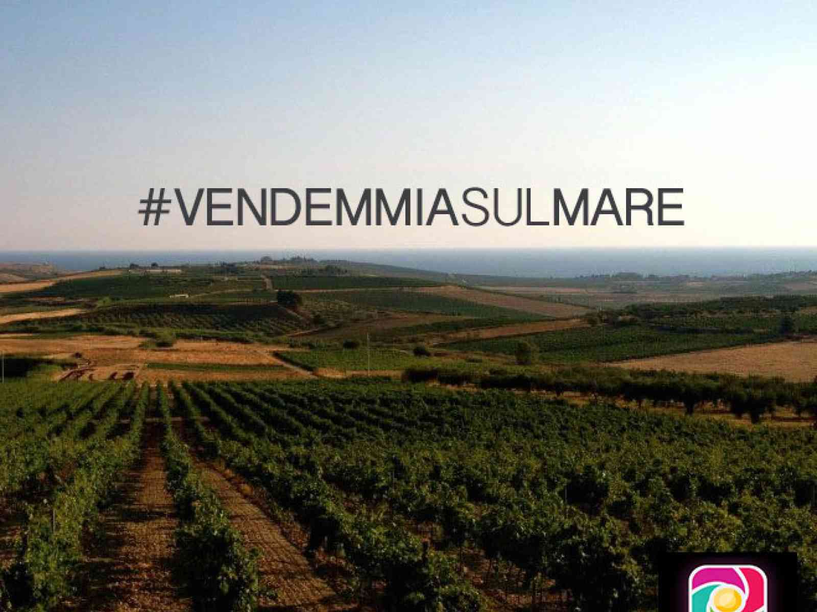 Menfi. La vendemmia sul mare viene raccontata su Instagram