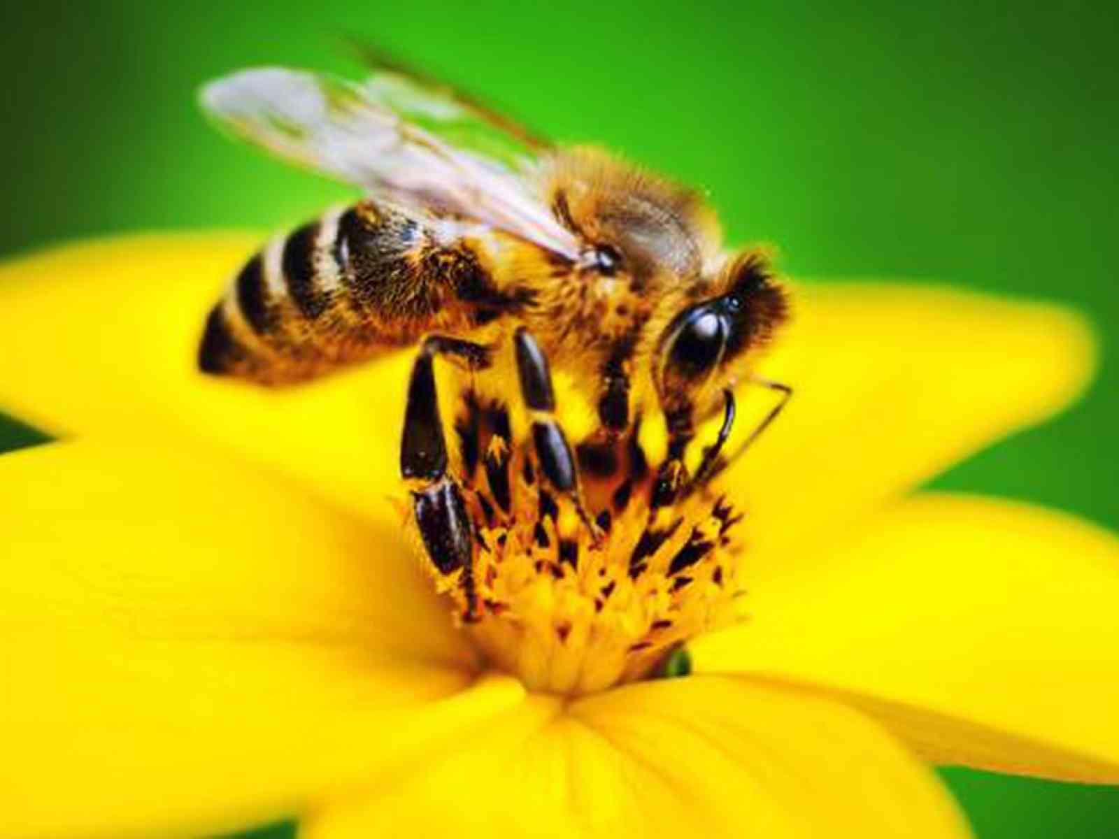 Immagine articolo: Danni all'apicoltura, in Sicilia via libera allo stato di calamità naturale