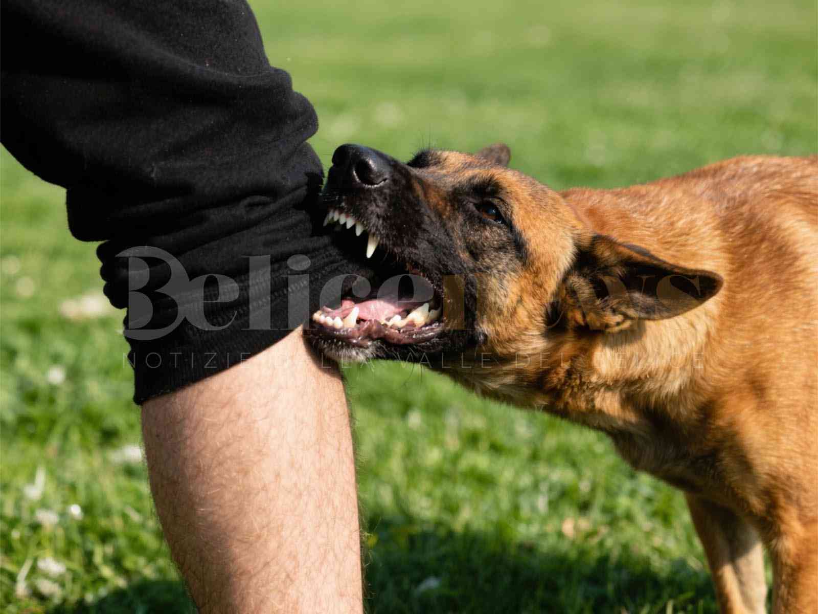 Immagine articolo: Menfi. Cane aggredisce e uccide un altro cane e morde i proprietari