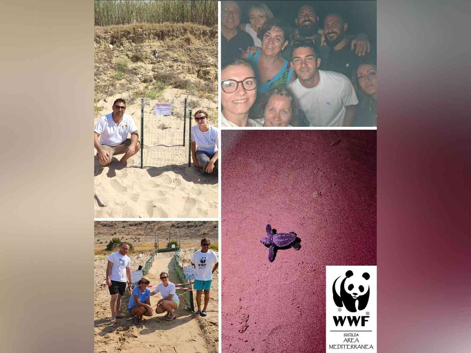 Immagine articolo: Menfi, “meta preferita“ dalle Caretta Caretta: nate 70 tartarughe