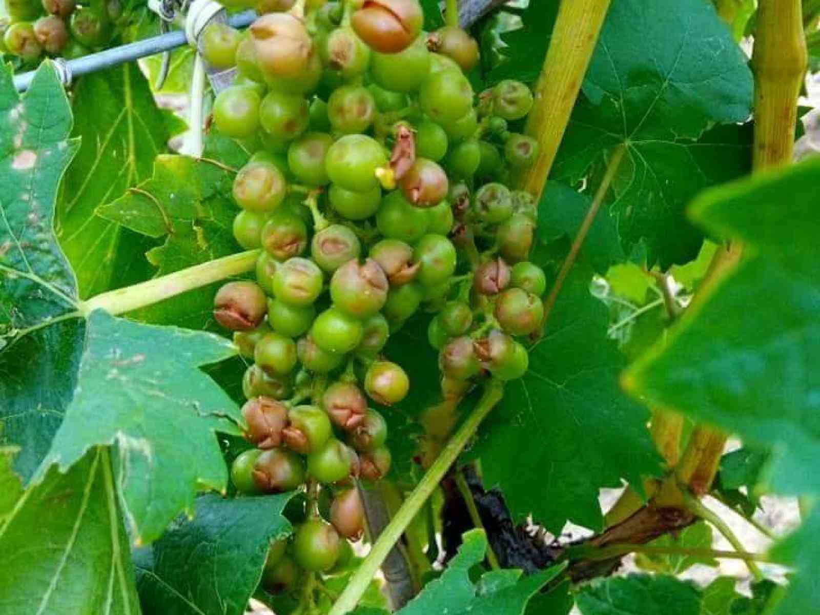 Immagine articolo: Santa Margherita di Belice, danni all'agricoltura dopo le forti grandinate