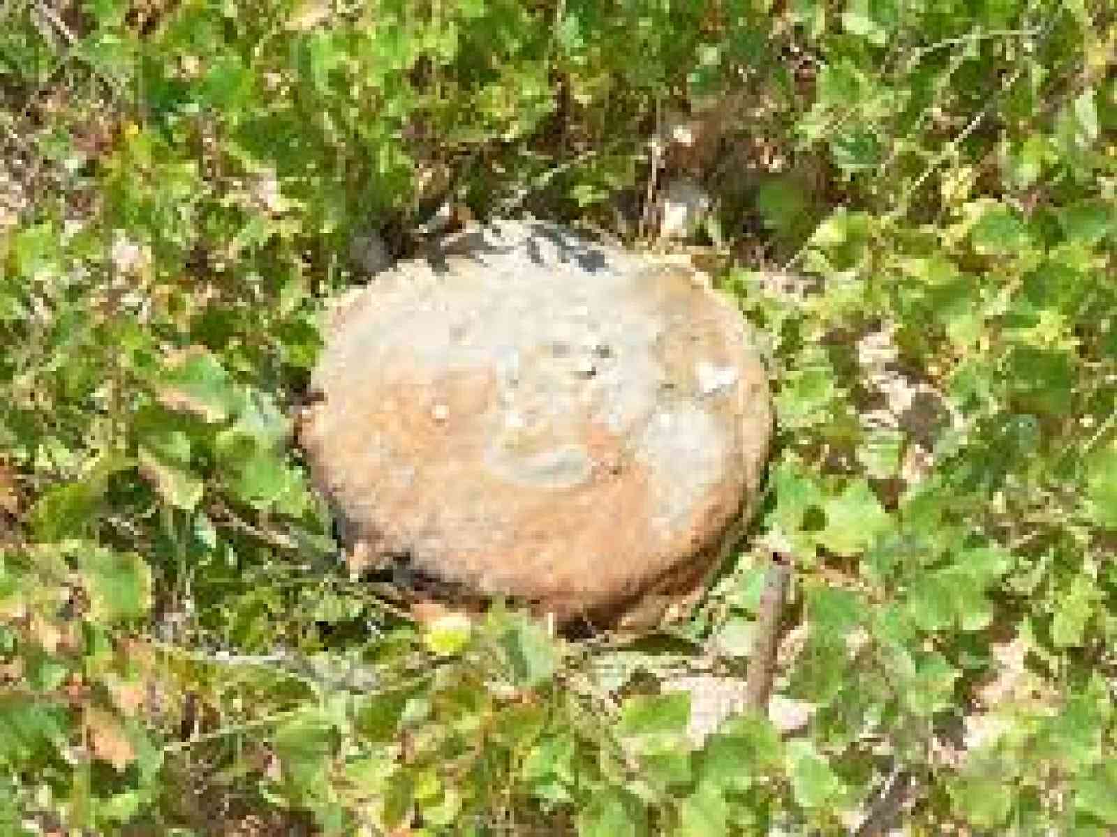 Immagine di repertorio