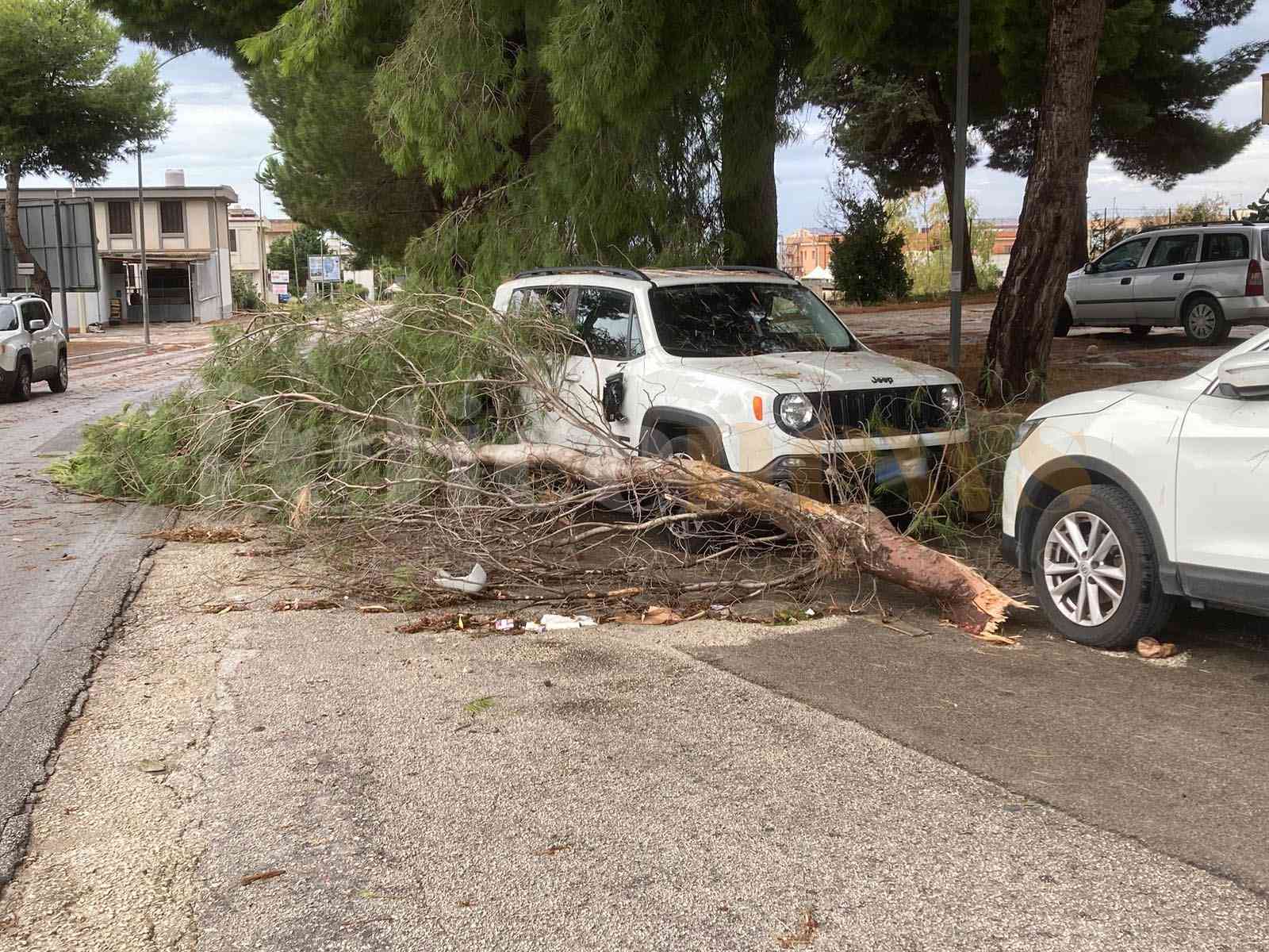 Immagine articolo: Maltempo a Menfi: ramo caduto danneggia un’auto, disagi anche sulla SS115