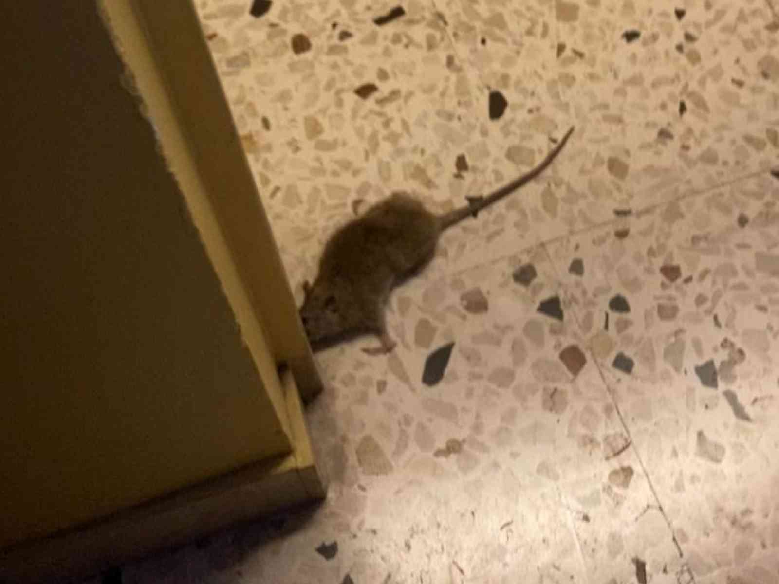 Immagine articolo: Topo “avvistato“ alla Scuola Elementare Antonino Palminteri: catturato da uno scrutatore al piano terra