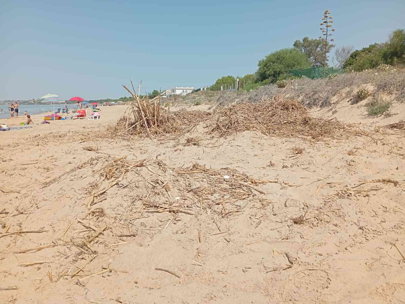 Immagine articolo: Il lettore scrive: “Cumuli di canneti sulla spiaggia: preoccupati che qualcuno possa bruciarli a ferragosto“ https://belicenews.it/?u=5po